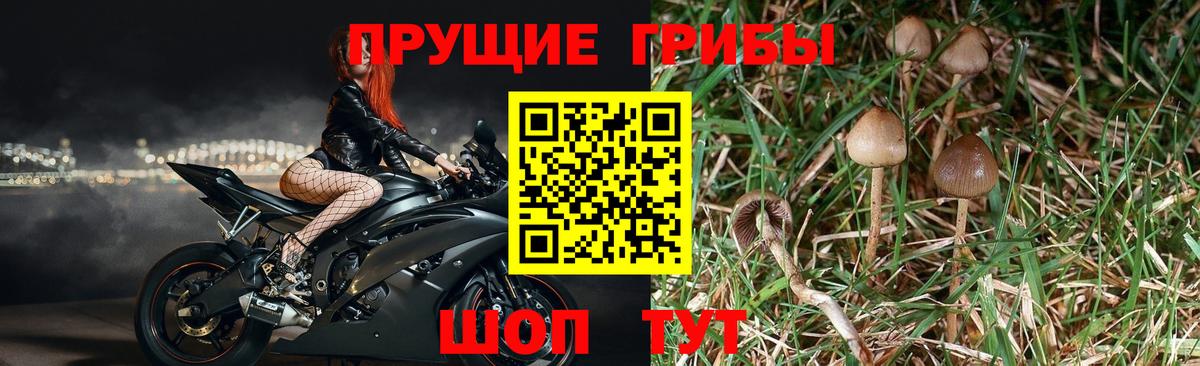 Галлюциногенные грибы Cubensis  Псилоцибиновые грибы Cubensis  Благовещенск  Вход с VPN 